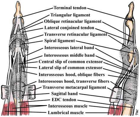 Open Extensor Tendon Injuries Journal Of Hand Surgery