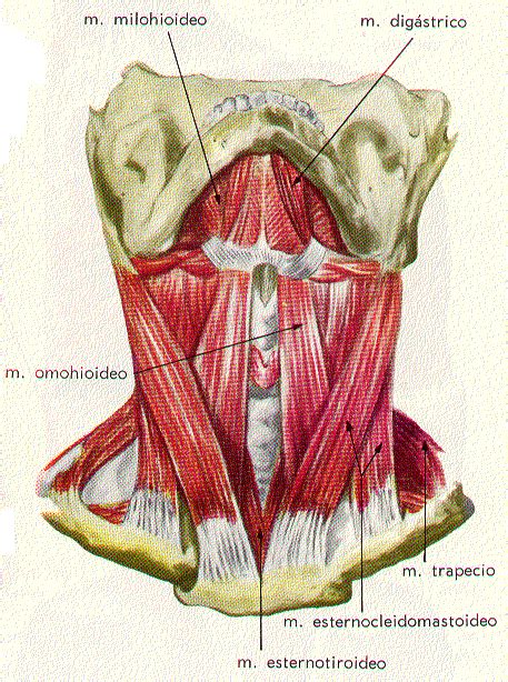 Musculos De Cabeza Y Cuello MÚsculos Cervicales