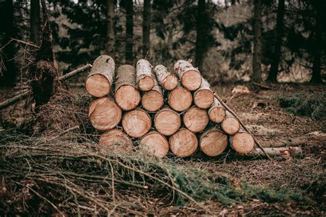 Wood Pile Pictures Download Free Images On Unsplash