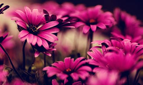 Cute Girly Flower Wallpapers Top Free Cute Girly Flower Backgrounds