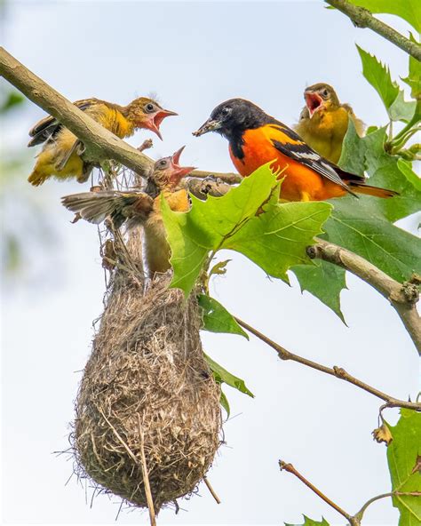 Discover How Orioles Weave Elaborate Nests Birds And Blooms