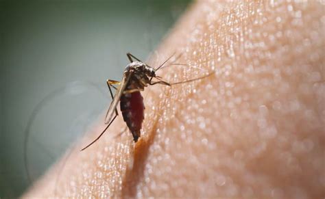 Mosquitoes Bite Some Of Us More Than Others Heres Why