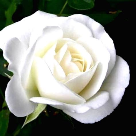 Gambar Bunga Mawar Putih Harian Nusantara