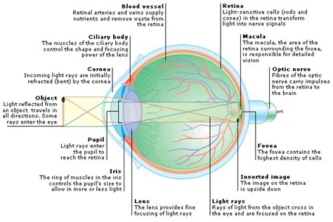 Function Of Macula In Human Eye Anatomy