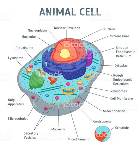 Cartoon Animal Cell Anatomy Banner Card Poster Scientific Or