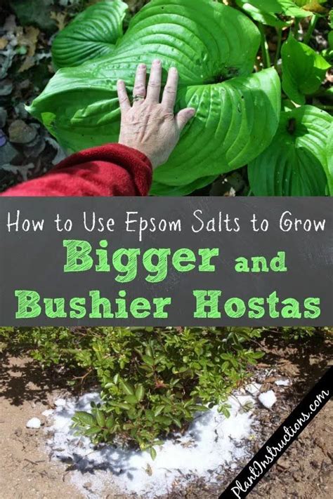 How To Grow Bigger Hostas Shade Garden Plants Hosta Gardens Outdoor