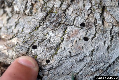 Frequently Asked Questions About Emerald Ash Borer Nebraska Forest