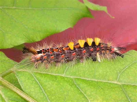 Caterpillar Identification Update Wildlife Insight