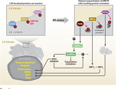 Figure 1 From Endoplasmic Reticulum Stress In Nonalcoholic Fatty Liver