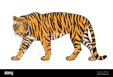 Imagen Imagen Dibujos De Tigres A L Piz F Ciles Thptletrongtan