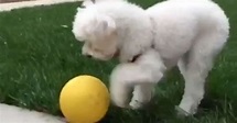 Cane gioca da solo con la pallina