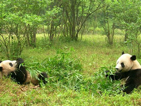 Wolong Giant Panda Nature Reserve Sichuan See Cute Pandas
