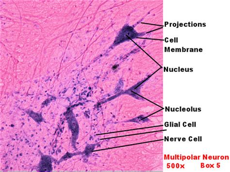 Spinal Multipolar Neuron And Glial Cells