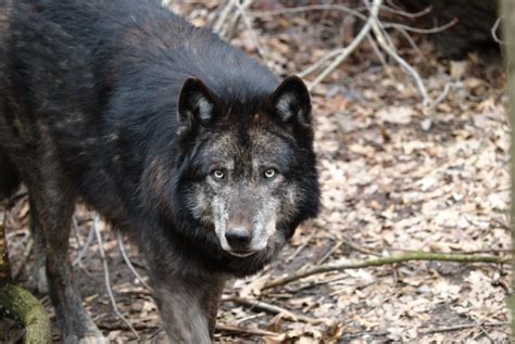 CA Officials Suspect First Wolf Depredation Incident in 100 Years ...