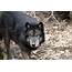 CA Officials Suspect First Wolf Depredation Incident In 100 Years 