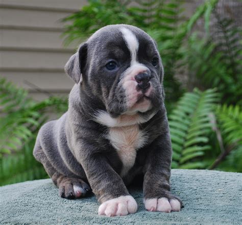 Lilac tri with blue eyes! Blue Trindle Olde English Bulldogge Puppies For Sale