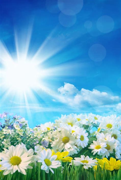 Spring Flowers With Blue Sky Stock Photo Image Of March Summer 85346504