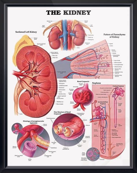 The Kidney Chart 20x26 Kidney Anatomy Human Kidney Medical Anatomy