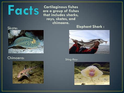 Ppt Cartilaginous Fish Powerpoint Presentation Free Download Id