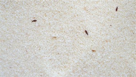 How To Get Rid Of Tiny Black Bugs In Kitchen Cupboards Kitchen