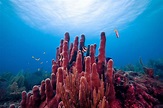 Scientists discover slimy microbes that may help keep coral reefs ...