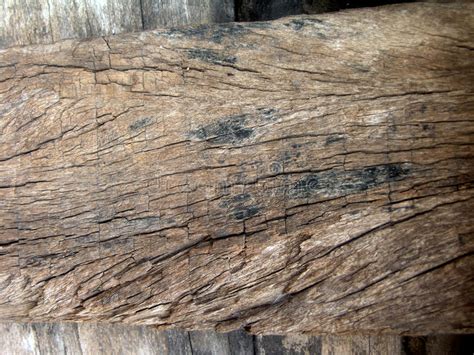 I recently received a picture of a maple tree from one of our franchisees whose customer was asking about some cracks that were developing in the trunk. TREE TRUNK CRACK stock photo. Image of natural, wooden ...