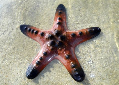 Knobbly Sea Star Protoreaster Nodosus A Photo On Flickriver