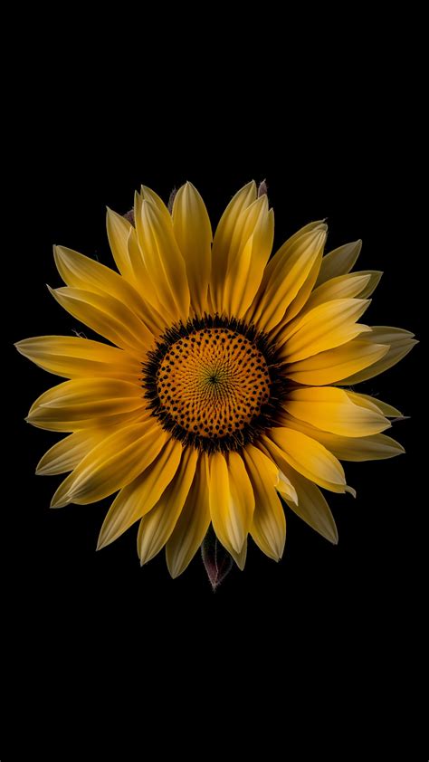 Aggregate More Than 62 Iphone Cute Sunflower Wallpaper Incdgdbentre