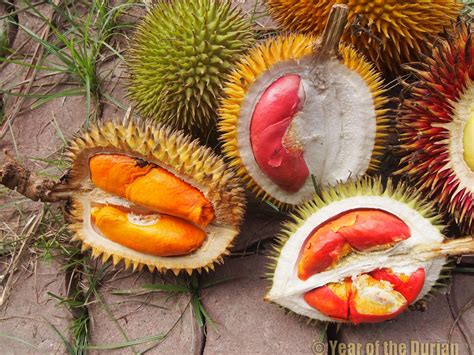 Yup, that's right, durian lovers. A Complete List of Durian Species
