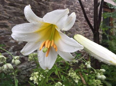 Lilium Regale Album Flowering For The First Time This Year In The Rain