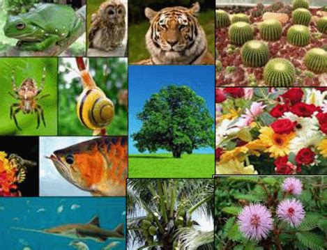 Biology Materi Biology Keanekaragaman Hayati Indonesia Flora Dan