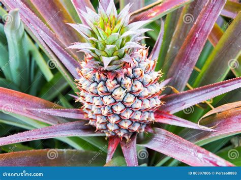 Baby Pineapple Fruit Growing On A Plant Stock Photo Image Of Leaf