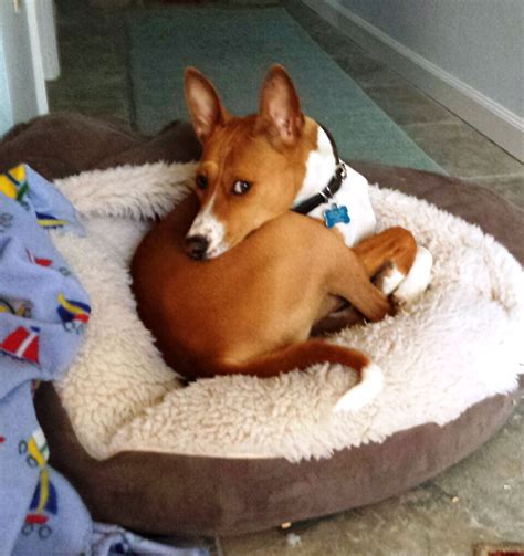 Perform 10 stretches, three times per day. Basenji Rescue and Transport Blog
