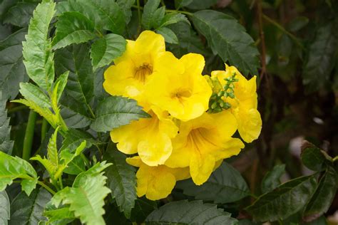 Yellow Bells Tecoma Stans Care And Growing Guide