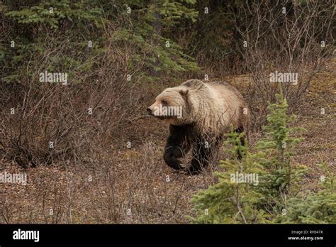 Grizzly Bear Ursus Arctos That Just Woke Up From Hibernation Is
