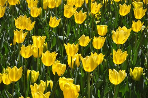 Bildet Anlegg Blomst Petal Tulipan Gul Australia Tulipaner