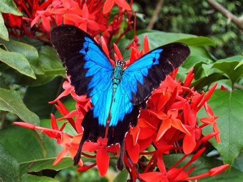 Ulysses Butterfly Paul Toogood Flickr