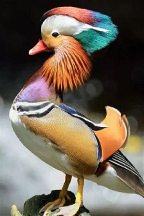 12 Facts About Mandarin Ducks Video Aves Exóticas Aves Pajaros