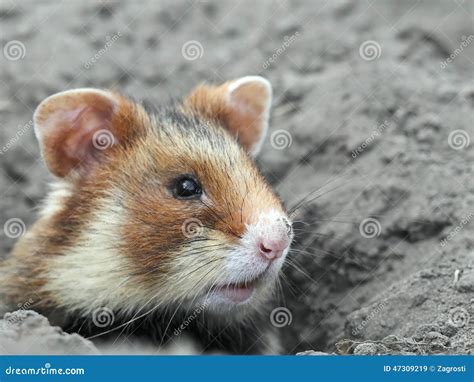 Field Hamster Portrait Stock Image Image Of Europe Environment 47309219