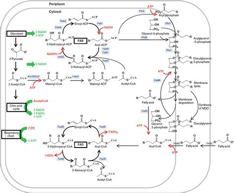 the fatty acid metabolic pathways of prokaryotes the fatty acid download scientific diagram