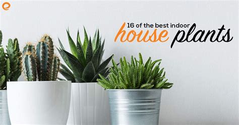 16 Of The Best Indoor House Plants That Are Easy To Care