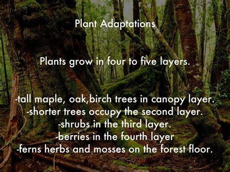 Top 149 Adaptations Of Animals In The Temperate Deciduous Forest