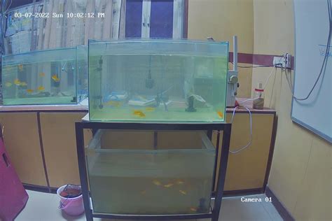 Fish Object Detection Dataset And Pre Trained Model By Liton