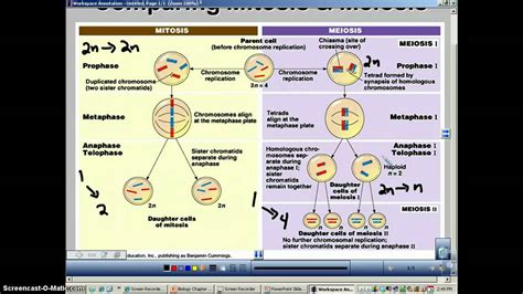 What Are The Differences And Similarities Between Mitosis And Meiosis