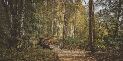 Free Photo Wide Shot Of A Wooden Bridge In The Middle Of A Forest