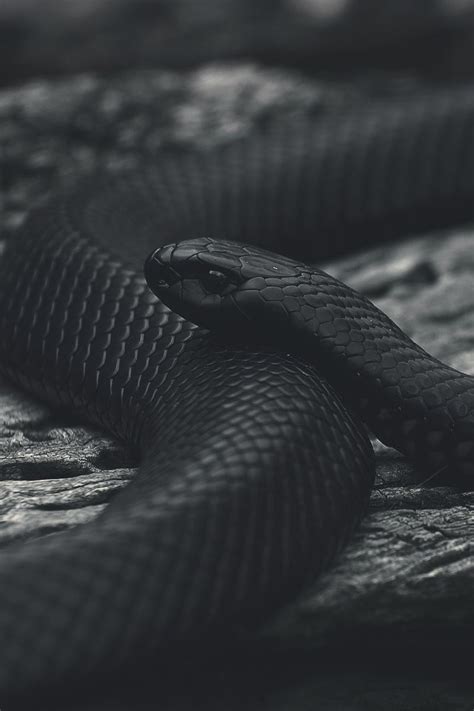 Black Snake Wallpaper Aesthetic Snake Reptile Black Python Animal