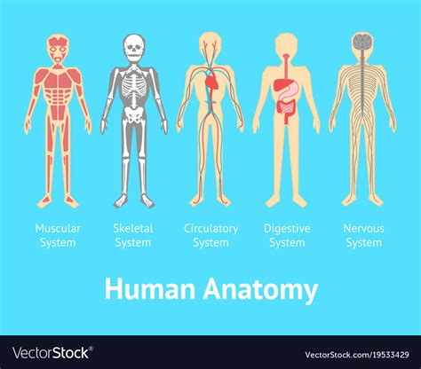 Cartoon Color Human Anatomical System Card Poster Vector Image