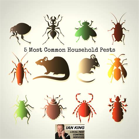 5 Most Common Household Pests Ian King Local Pest Control