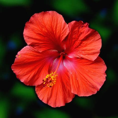 Hibiscus Flower Photograph By Dave Sandt