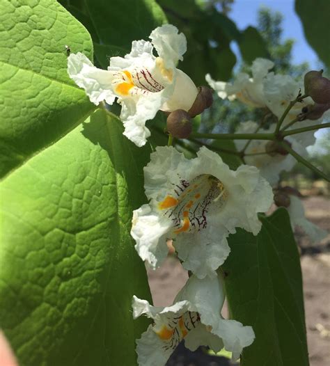 Northern Catalpa Is Officially In Bloom While Purple Catalpa Is Still
